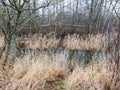 View of a ditch full of water with clearly visible beaver path in dry grass outside the water to walk in forest and search for Royalty Free Stock Photo