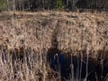 View of a ditch full of water with clearly visible beaver path in dry grass outside the water to walk in forest and search for Royalty Free Stock Photo