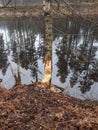 View of a ditch full of water with clearly visible beaver path in dry grass outside the water to walk in forest and search for Royalty Free Stock Photo