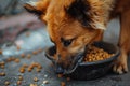 View of dog eating food from a bowl Royalty Free Stock Photo