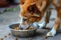 View of dog eating food from a bowl Royalty Free Stock Photo