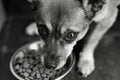 View of dog eating food from a bowl Royalty Free Stock Photo