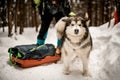 View of dog with sled with equipment on snowy path at winter forest. Blurred skier on background