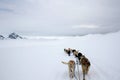 View From Dog Sled on Snow Royalty Free Stock Photo