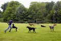 View of dog watcher play with dogs on grass field