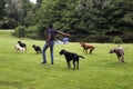 View of dog watcher play with dogs on grass field