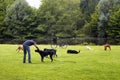 View of dog watcher play with dogs