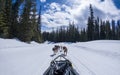 View from a dogsled with running dogs