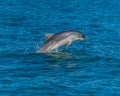 A view of a dolphin breaching in Cardigan Bay close to the town at New Quay, Wales Royalty Free Stock Photo