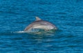 A view of a dolphin diving in the waters of Cardigan Bay close to the town at New Quay, Wales Royalty Free Stock Photo