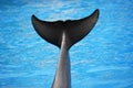 Dolphin tail Royalty Free Stock Photo