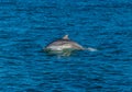 A view of a dolphin swimming in Cardigan Bay close to the town at New Quay, Wales Royalty Free Stock Photo