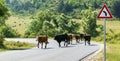 View of domestic cows or bulls walking along road and warning sign about dangerous turn. Danger due to animals on road Royalty Free Stock Photo