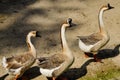 View of domesticated chinese gooses family on the farm