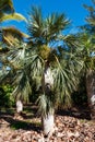Dominican palm tree Royalty Free Stock Photo