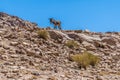 A view of a donkey close to the Royal Tombs over ruins in the ancient city of Petra, Jordan Royalty Free Stock Photo