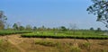 View of Dooars on a summer day. Traveling to Dooars