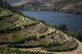 A view of the Douro River with vineyards, Douro Valley, Portugal.