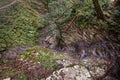 The view down the canyon in Yew-boxwood grove in spring in Sochi city, Russia