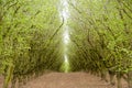 View down a path through a green hazelnut orchard