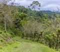 A view down a path on the side of the Arenal volcano, Costa Rica Royalty Free Stock Photo