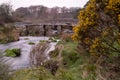 Two bridges on the River Dart gorse bush Royalty Free Stock Photo