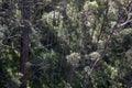 A view down from a Tree Top Walk bridge in the Valley of the Giants, Walpole