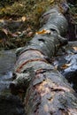 View down a wet rotting log, deadfall