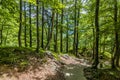 A view down the wooded path leading down from the Savica waterfall above lake Bohinj, Slovenia Royalty Free Stock Photo