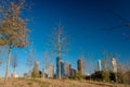 A view of downtown Houston Royalty Free Stock Photo