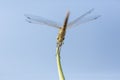 View of a dragonfly from below, with legs and wings in focus Royalty Free Stock Photo