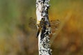 Dragonfly on Lichen Clad Tree, West of Scotland