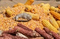 View of dried corn with bowl of corn kernels Royalty Free Stock Photo