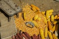 view of dried corn with bowl of corn kernels and manual hand tool to clean maize on jute sack