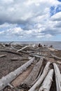 View of driftwood along Lake Superior Royalty Free Stock Photo