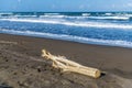 A view of driftwood on the beach at Tortuguero in Costa Rica Royalty Free Stock Photo
