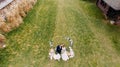 View from drone of the newlyweds kissing next to dog on the background of wedding arch