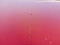 View from the drone on a pink Sasyk lake Royalty Free Stock Photo