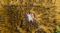 View from drone to family lying among wheat field with baby Royalty Free Stock Photo