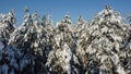 View from the drone, on the tops of snow-covered pines. Frosty winter forest Royalty Free Stock Photo