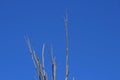 TALL BRANCHES OF DEAD TREE AGAINST BLUE SKY Royalty Free Stock Photo