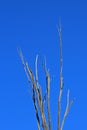 TALL BRANCHES OF DEAD TREE AGAINST BLUE SKY Royalty Free Stock Photo