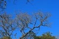 View Of Dead Tree With Fine Twigs Against Blue Sky