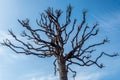 Dry branches of dead tree on blue sky background Royalty Free Stock Photo