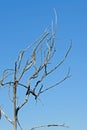 DRY GREY BRANCHES ON A DEAD TREE AGAINST A BLUE SKY Royalty Free Stock Photo