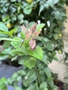 The view of the dry flower in the leaves Royalty Free Stock Photo