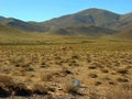 View of the plateau with vicunas in the north-west Argentina