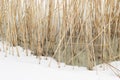 View on dry reed on the frozen river Royalty Free Stock Photo