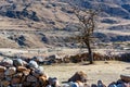 Dry tree in old abandoned balkar village in North Caucasus