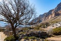 Dry tree in old abandoned balkar village in North Caucasus